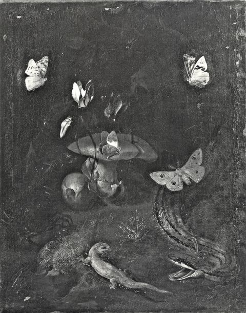 Istituto Centrale per il Catalogo e la Documentazione: Fototeca Nazionale — Marseus van Schrieck Otto - sec. XVII - Sottobosco con fiori, farfalle e rettili — insieme